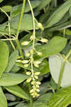 Apalachicola wild indigo